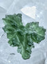 Natural 2.3g Ježkovna Moldavite from Besednice with a transparent green colour and sculpted surface